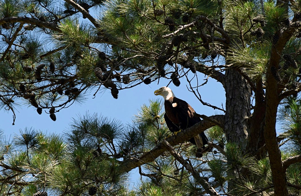 Rehabilitated eagle goes back into the wild