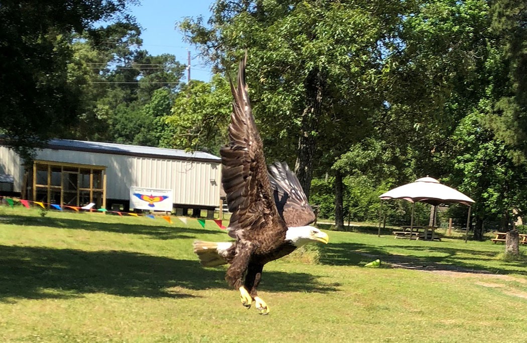 Rehabilitated eagle goes back into the wild